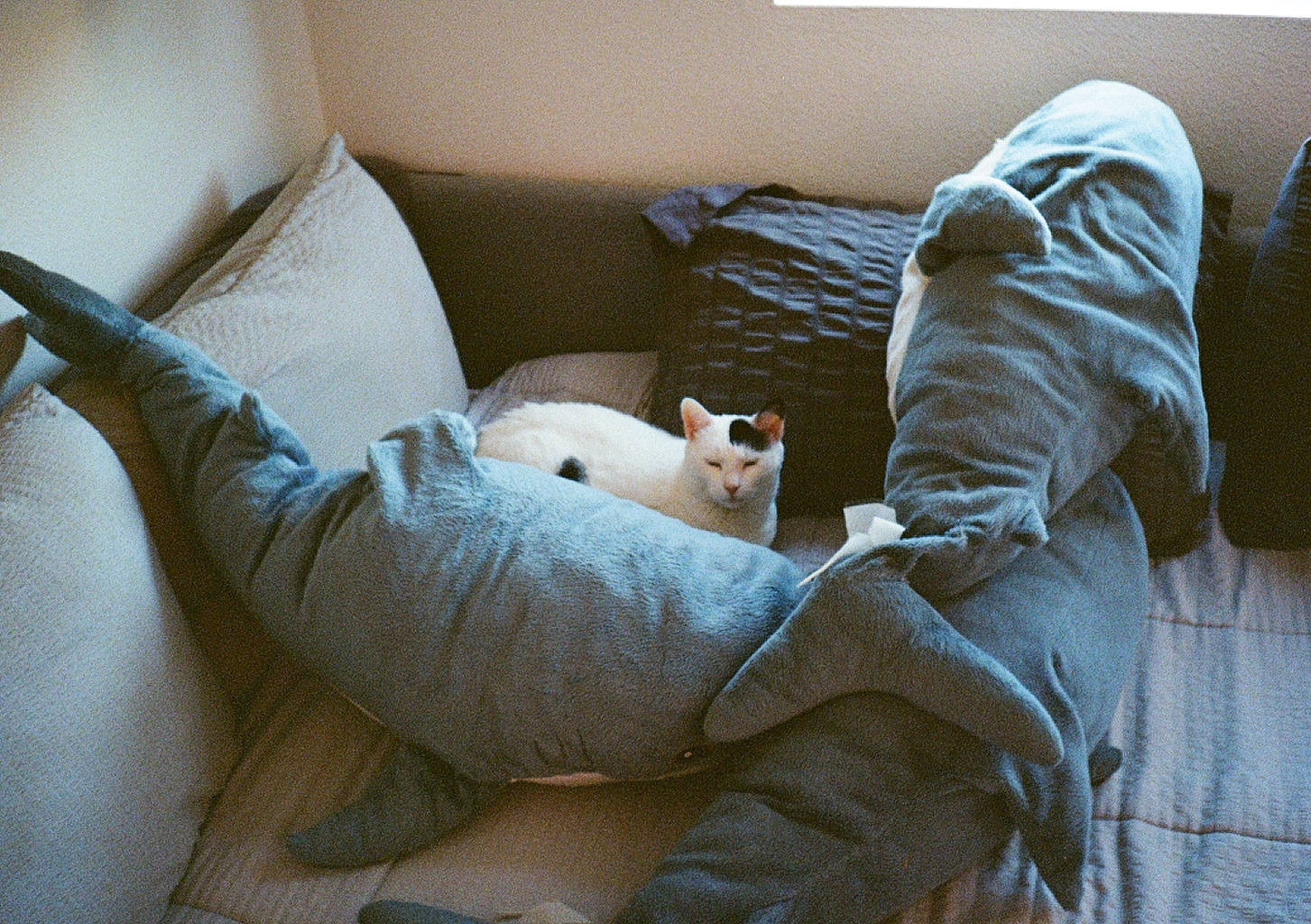 Delta, Jay's cat, lounging on a bed (: